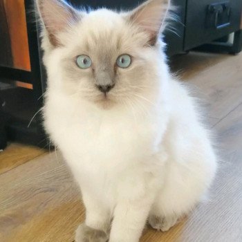 Chaton Ragdoll point bicolor