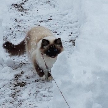 Chaton Ragdoll blue point