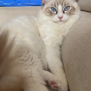 Chaton Ragdoll blue point mitted