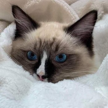 Chaton Ragdoll seal point mitted