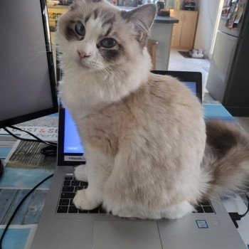 Chaton Ragdoll seal tabby point bicolor