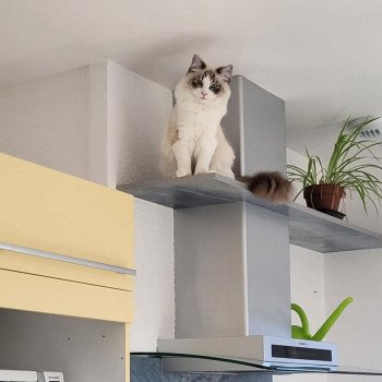 Chaton Ragdoll seal tabby point & blanc