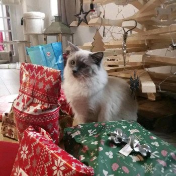Chaton Ragdoll seal tabby point bicolor