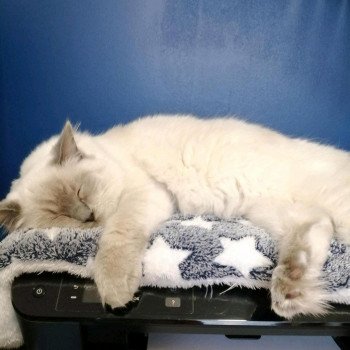 Chaton Ragdoll blue point