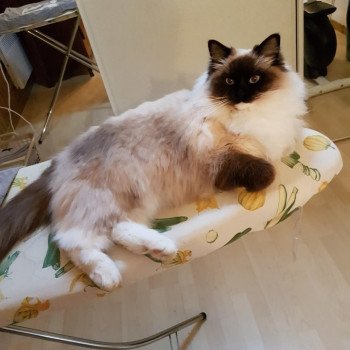 Chaton Ragdoll seal tabby point & blanc