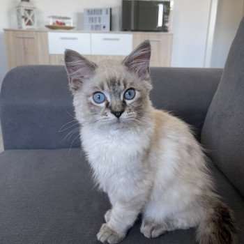 Chaton Ragdoll seal tabby point