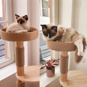 Chaton Ragdoll tabby point