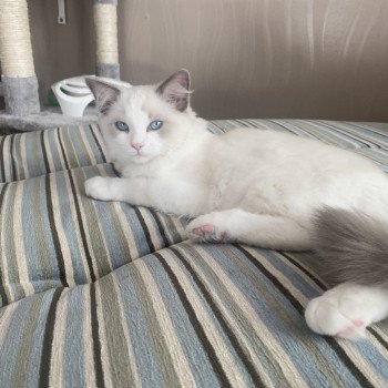 Chaton Ragdoll blue point mitted