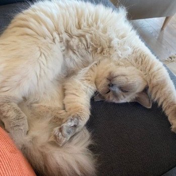 Chaton Ragdoll point bicolor