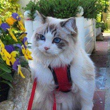 Chaton Ragdoll seal tabby point