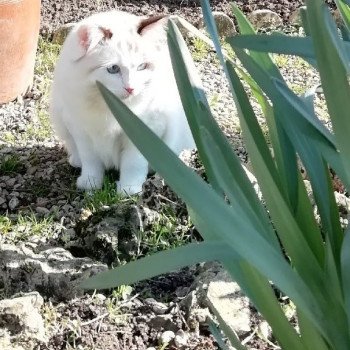 Chaton Ragdoll blue point mitted