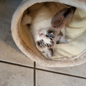Chaton Ragdoll seal point mitted