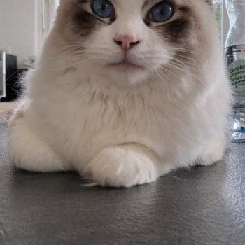 Chaton Ragdoll seal tabby point & blanc