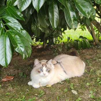 Chaton Ragdoll blue point