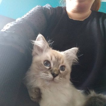Chaton Ragdoll seal tabby point