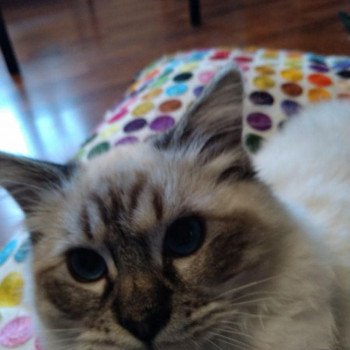 Chaton Ragdoll seal tabby point