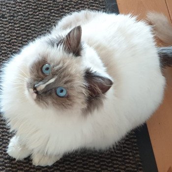 Chaton Ragdoll point bicolor