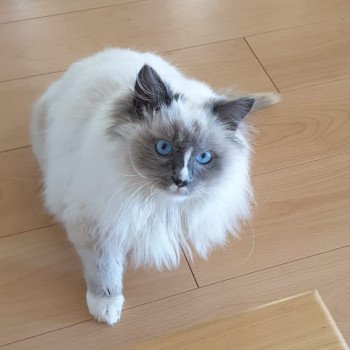 Chaton Ragdoll seal tabby point & blanc