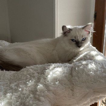 Chaton Ragdoll blue point mitted