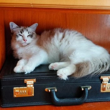 Chaton Ragdoll seal tabby point & blanc