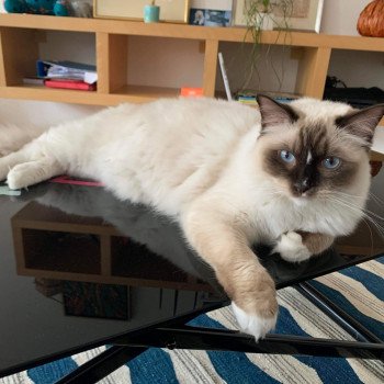 Chaton Ragdoll blue point mitted