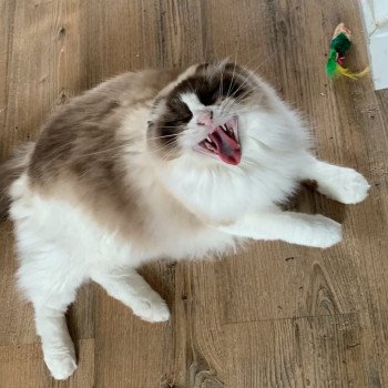 Chaton Ragdoll seal point bicolor