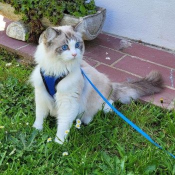 Chaton Ragdoll tabby point