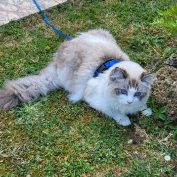 Chaton Ragdoll seal tabby point mitted