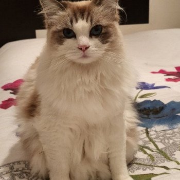 Chaton Ragdoll tabby point