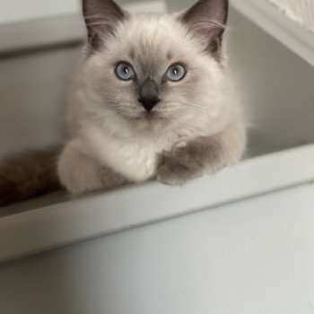 Chaton Ragdoll seal point mitted
