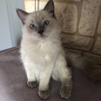 Chaton Ragdoll seal tabby point bicolor