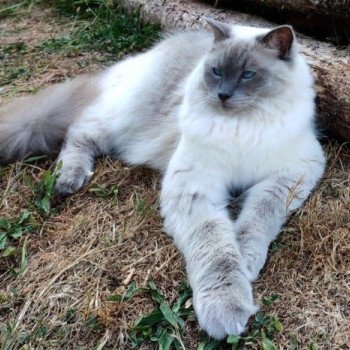 Chaton Ragdoll blue point