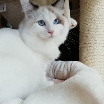 Chaton Ragdoll chocolate tabby point mitted