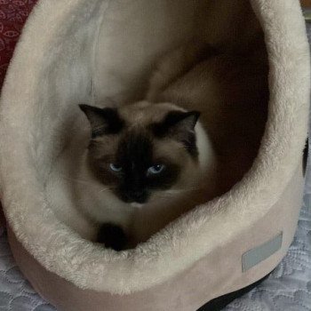 Chaton Ragdoll tabby point