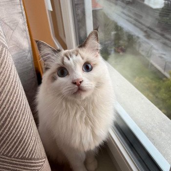 Chaton Ragdoll chocolate tabby point bicolor