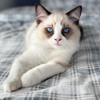 Chaton Ragdoll blue point bicolor