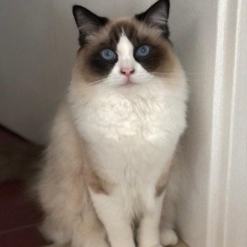 Chaton Ragdoll chocolate tabby point bicolor