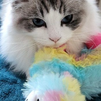 Chaton Ragdoll blue point mitted