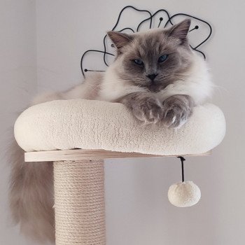 Chaton Ragdoll seal tabby point bicolor