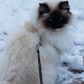 Chaton Ragdoll seal tabby point & blanc