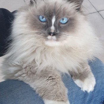 Chaton Ragdoll seal tabby point bicolor