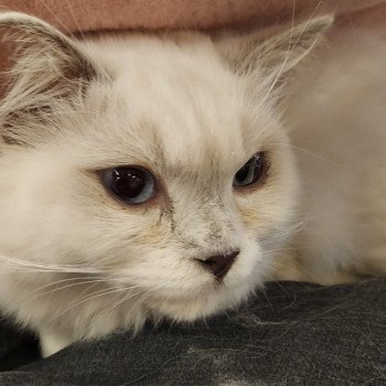 Chaton Ragdoll blue point bicolor