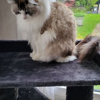 Chaton Ragdoll seal point bicolor