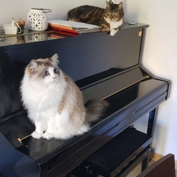 Chaton Ragdoll seal tabby point bicolor