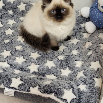 Chaton Ragdoll seal point bicolor