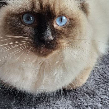 Chaton Ragdoll seal tabby point bicolor