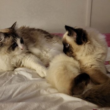 Chaton Ragdoll seal tabby point bicolor