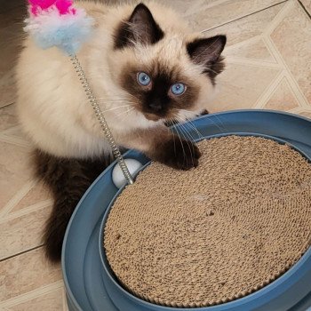 Chaton Ragdoll seal tabby point & blanc