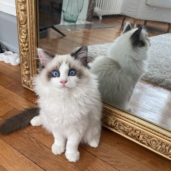 Chaton Ragdoll seal tabby point & blanc