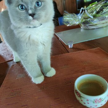 Chaton Ragdoll blue mink mitted